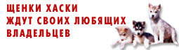У НАС ЩЕНКИ ХАСКИ!!!